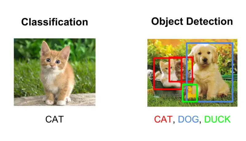 Image Classification and Object Detection 