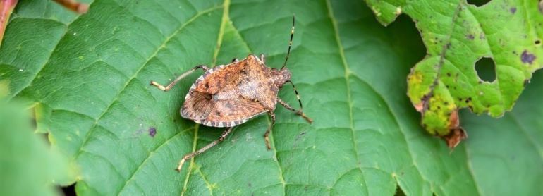 Farm Insect Detection using Vision Transformers