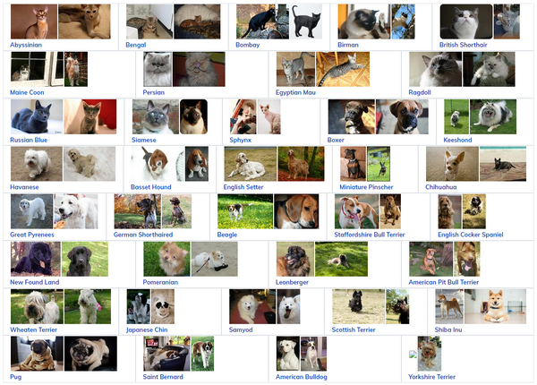 We Tried CLIP Over Animal Breed Dataset, And Here We Conclude Our Findings