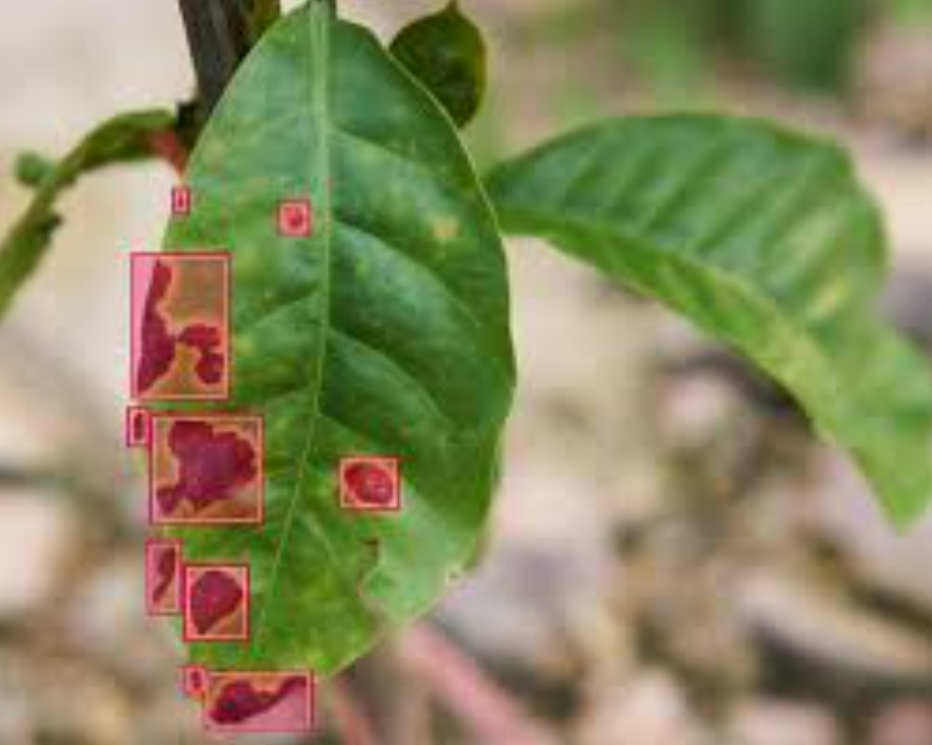 Vision Transformer in Leaf Disease Classification